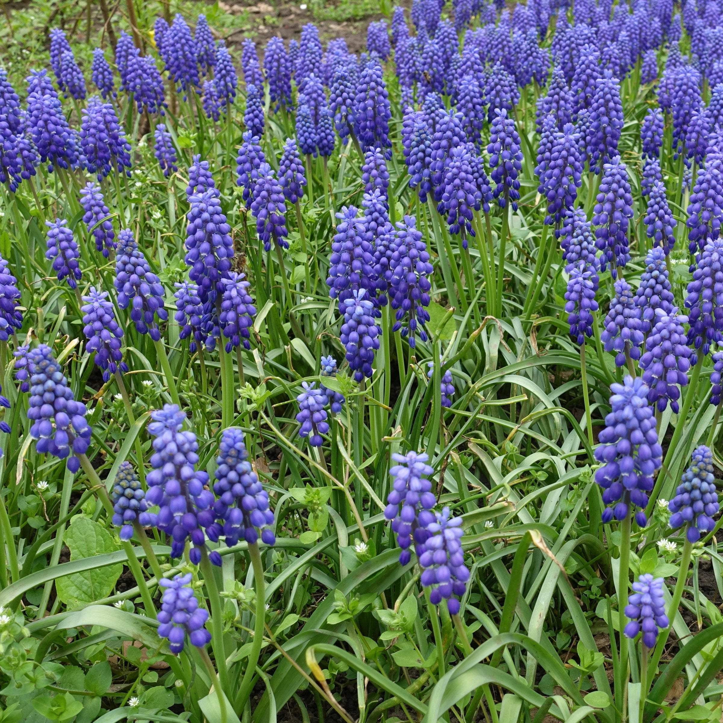 National Plant Network Muscari Armeniacum Live Bulbs (50-Pack)