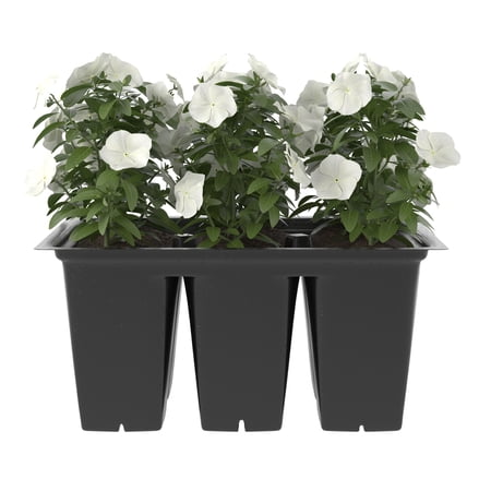 Bonnie Plants White Vinca 6-Pack