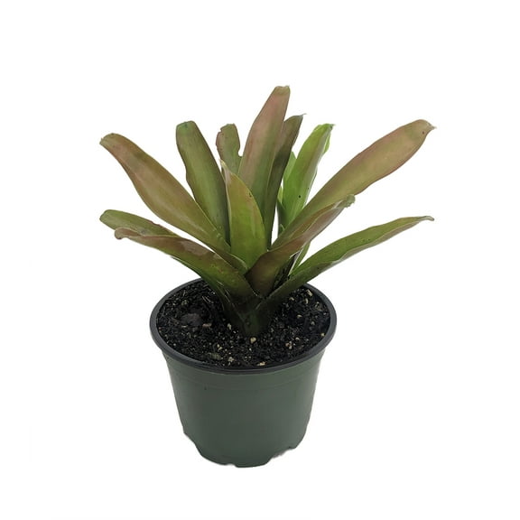 Fireball Vase Plant - Great Houseplant - 4" Pot - Neoregelia - Bromeliad