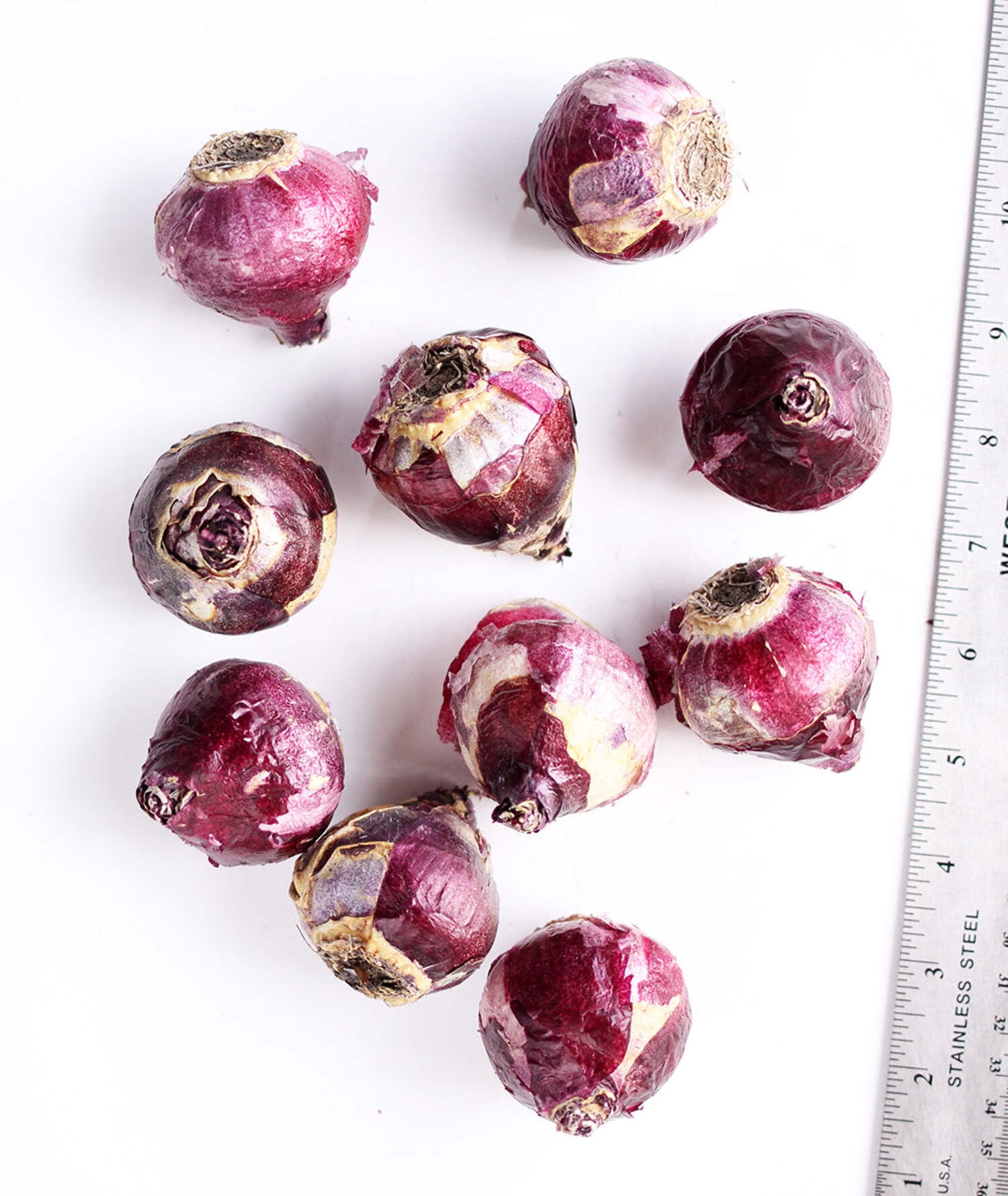 BloomingBulb Gypsy Queen Hyacinth - Thumbnail 5