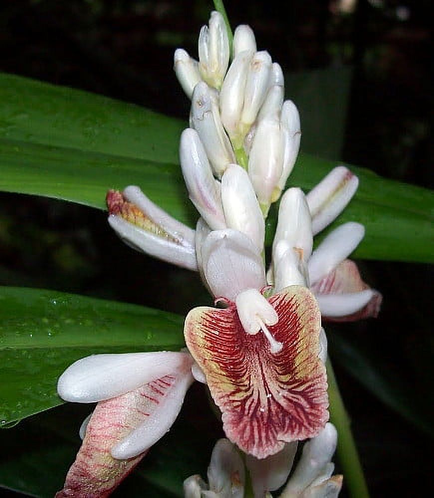 Spice Ginger Plant - Galangal - Alpinia galanga -Fragrant- Indoors/Out -4" Pot - image 2 of 4