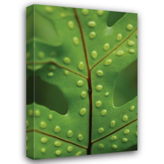 Erin Berzel 23x32 Gallery Wrapped Canvas Wall Art Titled - Spotted Leaf I