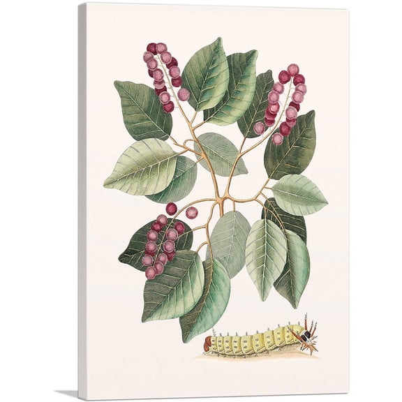 ARTCANVAS Pigeon-Plum And Great Horned Caterpillar Canvas Art Print by Mark Catesby - Size: 18" x 12" (0.75" Deep)