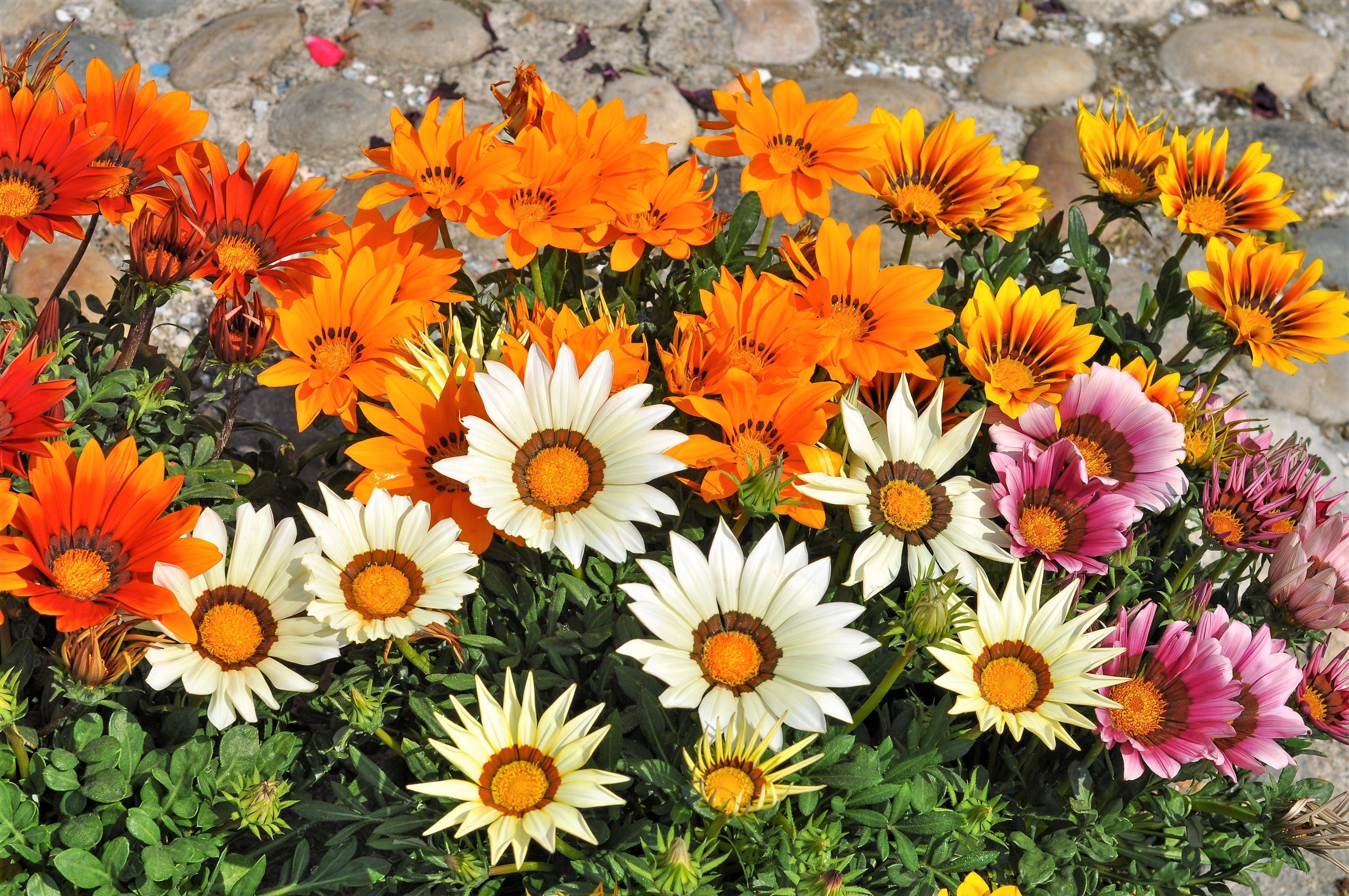 30 Mixed Colors GAZANIA Rigens Treasure Flower Seeds - Walmart.com
