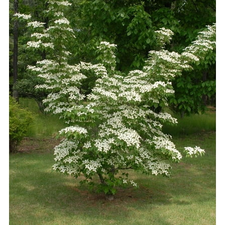 Kousa Chinese Dogwood Tree ( Cornus ) - Live Plant ( 1 QT )