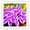 B, variant on Mixed Color Hostas for Planting-(Non-Artificial)-Easy to Grow, Quick Sprouting Garden Landscape Decor