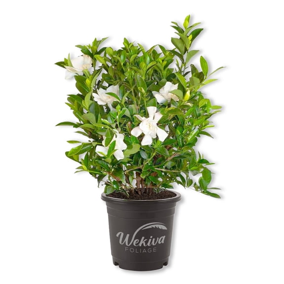 Gardenia Bush - 1 Live Plant in a 4 Inch Growers Pot - Beautiful Budding Flowering Scented Indoor Outdoor Garden and Houseplant Shrub