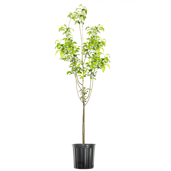 5 Gal. Granny Smith Apple Tree - Self Fertile Apple Tree - Disease and Pest Resistant