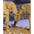 thumbnail image 2 of Kaveney, Wendy 26x31 Gold Ornate Wood Framed with Double Matting Museum Art Print Titled - Namibia, Etosha NP Elephants greeting at dusk, 2 of 4