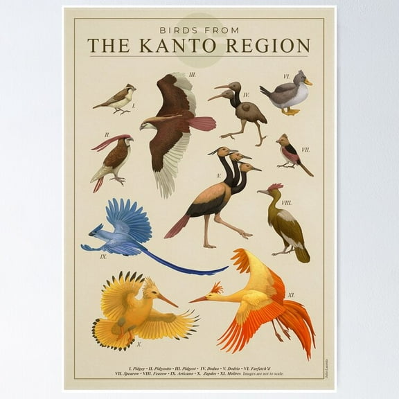 Poster Birds Of Kanto Poster No Framed, 24x36