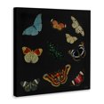 thumbnail image 2 of Stupell Industries Eclectic Insects Group on Black Canvas Art, 17 x 17, by Dan Meneely, 2 of 8