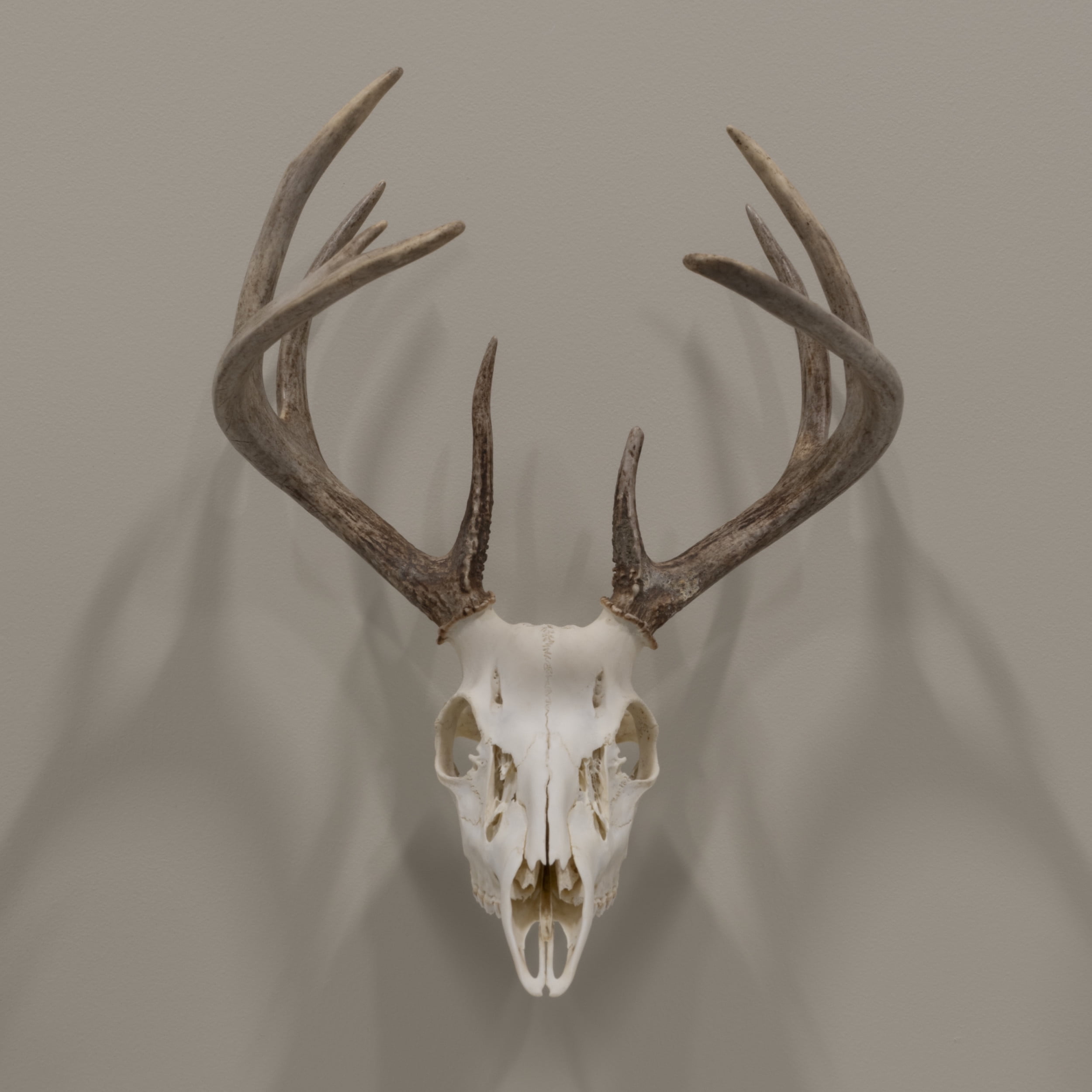 Allen Company Ez Mount Skull Hanger, Fixed, Matte Brown, Steel