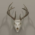 thumbnail image 2 of Allen Company Ez Mount Skull Hanger, Fixed, Matte Brown, Steel, 2 of 7