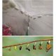 thumbnail image 2 of 1 jaula portátil para hábitat de mariposas e insectos, valla multifuncional, jaula de cría, red para insectos vegetales oso de fresa Electrónica, 2 of 3