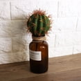 thumbnail image 2 of Planta artificial, flores artificiales, bola de cactus, planta de plástico, bola de cactus artificial, diseño exquisito Jadeshay A, 2 of 8