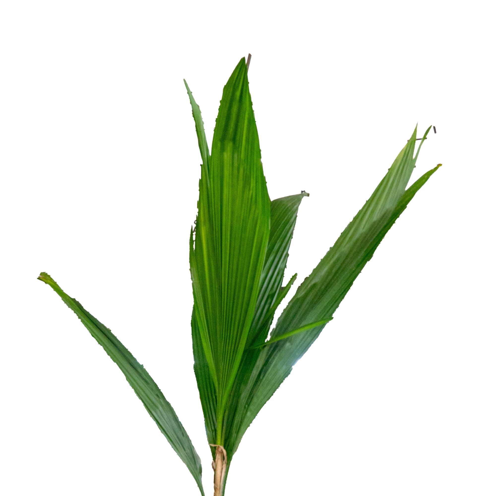 Expert Gardener Queen Palm Live Outdoor Plant, 2.25 Gallon Grower Pot, Filtered Sun