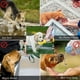 thumbnail image 4 of Botella de agua para perros para caminar al aire libre, senderismo, viajes, 4 en 1, multifunción, a prueba de fugas, portátil, dispensador de agua para mascotas, diseño desmontable, combo para beber, 4 of 7