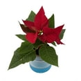 thumbnail image 3 of Miniature Red Holiday Poinsettia in Self-Watering Watership Pot - 2.5" Pot, 3 of 4
