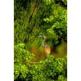 thumbnail image 2 of Welling, Dave 13x18 White Modern Wood Framed Museum Art Print Titled - Texas Tricolored heron perched in trees, 2 of 4