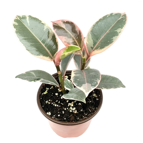 Ficus Decora Tineke Live Potted House Plants