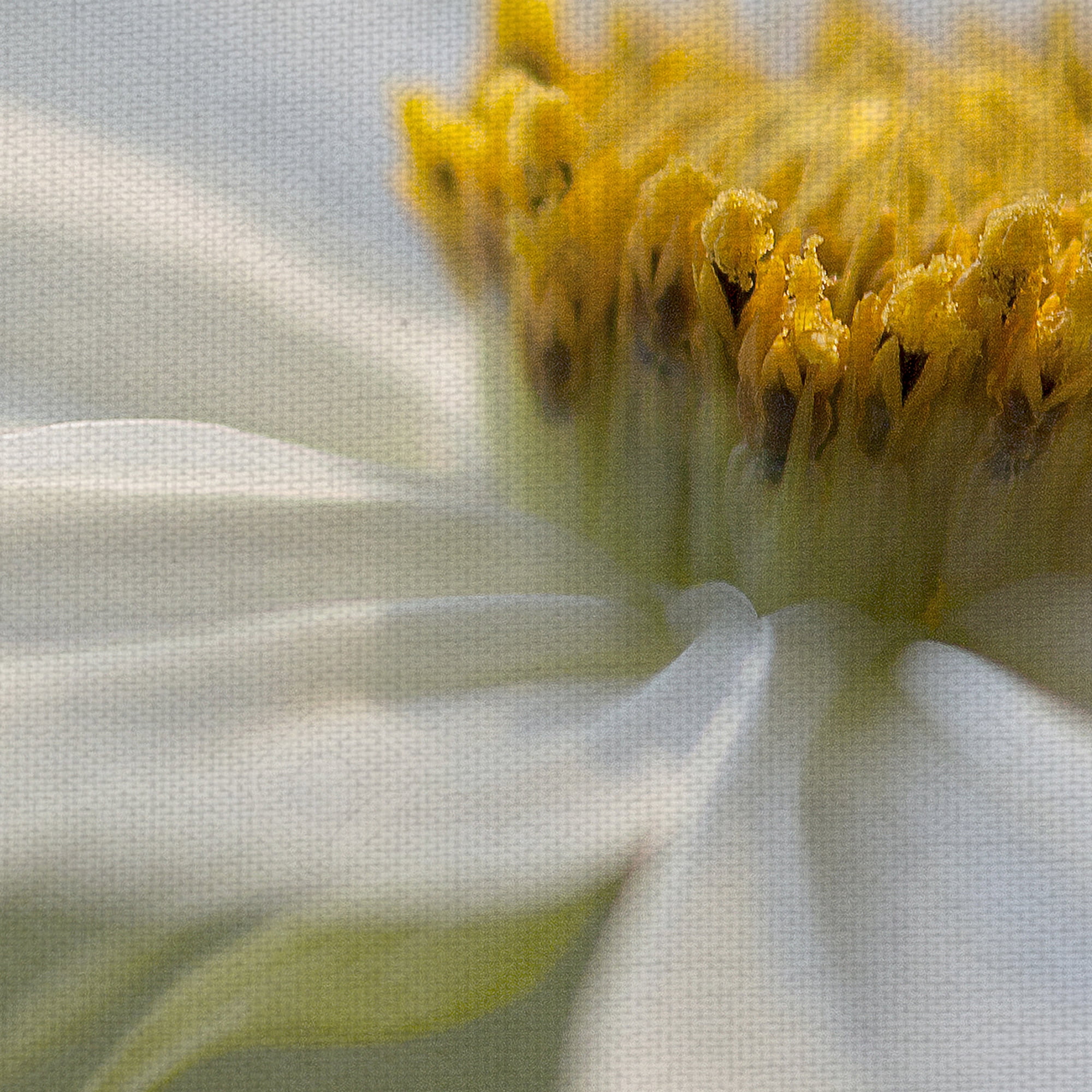 Masterpiece Art Gallery Whisper Of Daisies By Mandy Disher Canvas Art Print 30" x 40"