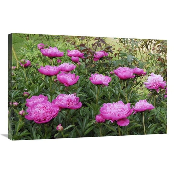24 x 36 in. Peony Flowers Art Print - Visionspictures