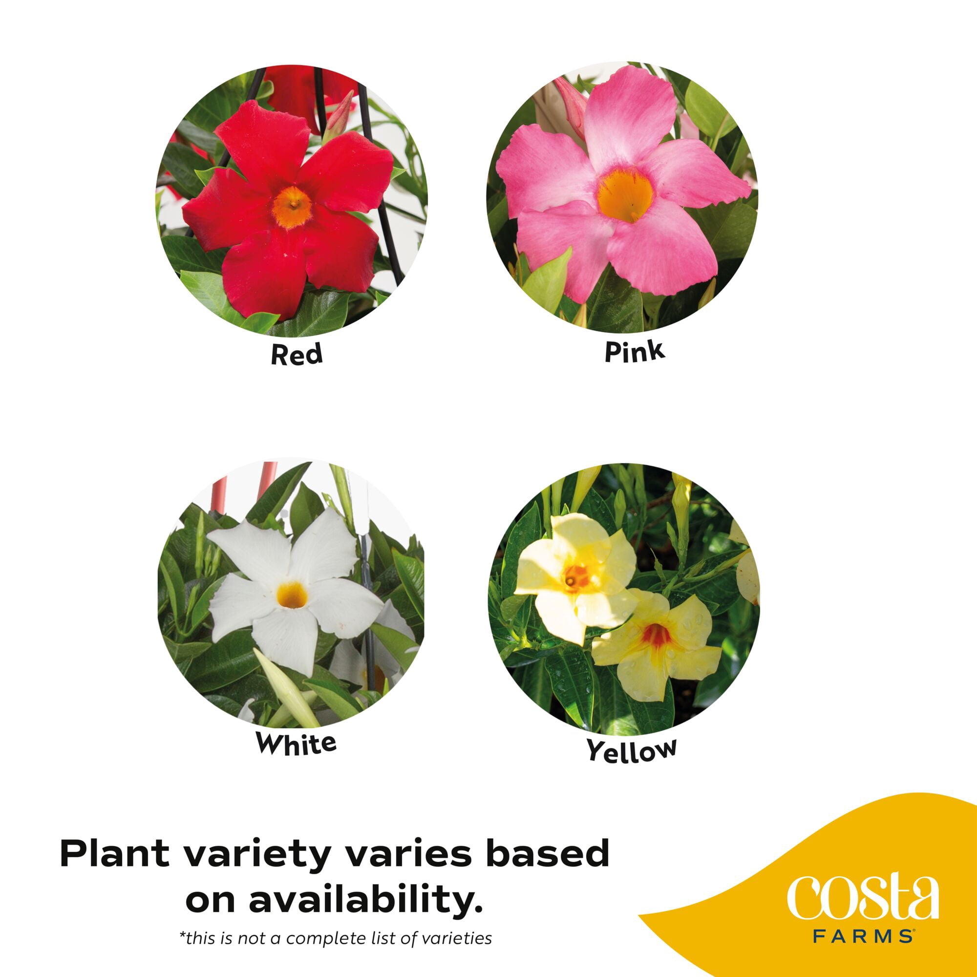 Island Blooms 14" Mandevilla Live Outdoor Plant in 1.5 Pt. Grower Pot (2 Count)