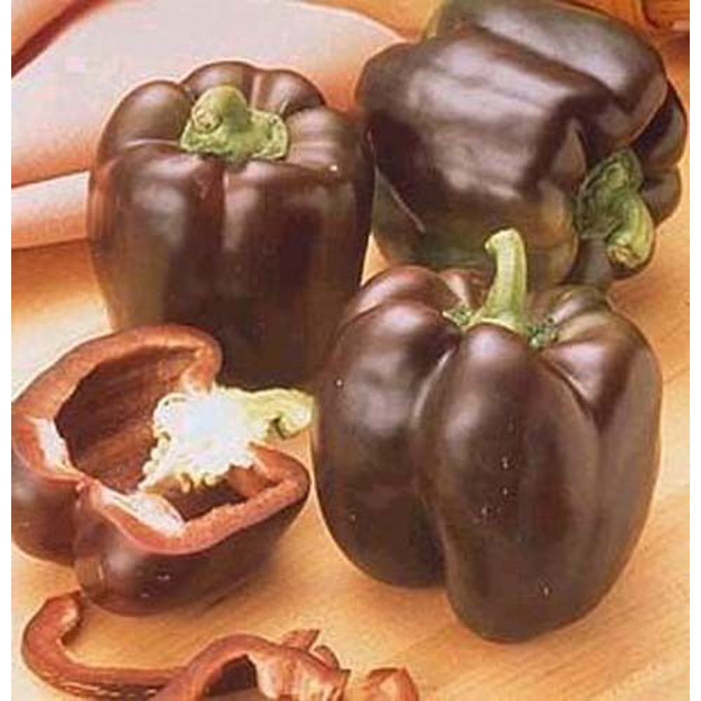 Pepper Sweet Chocolate Beauty Bell BULK 1,000 seeds Great Heirloom