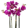 thumbnail image 2 of Vickerman 21" Artificial Purple Orchid in Ceramic Pot, 2 of 6