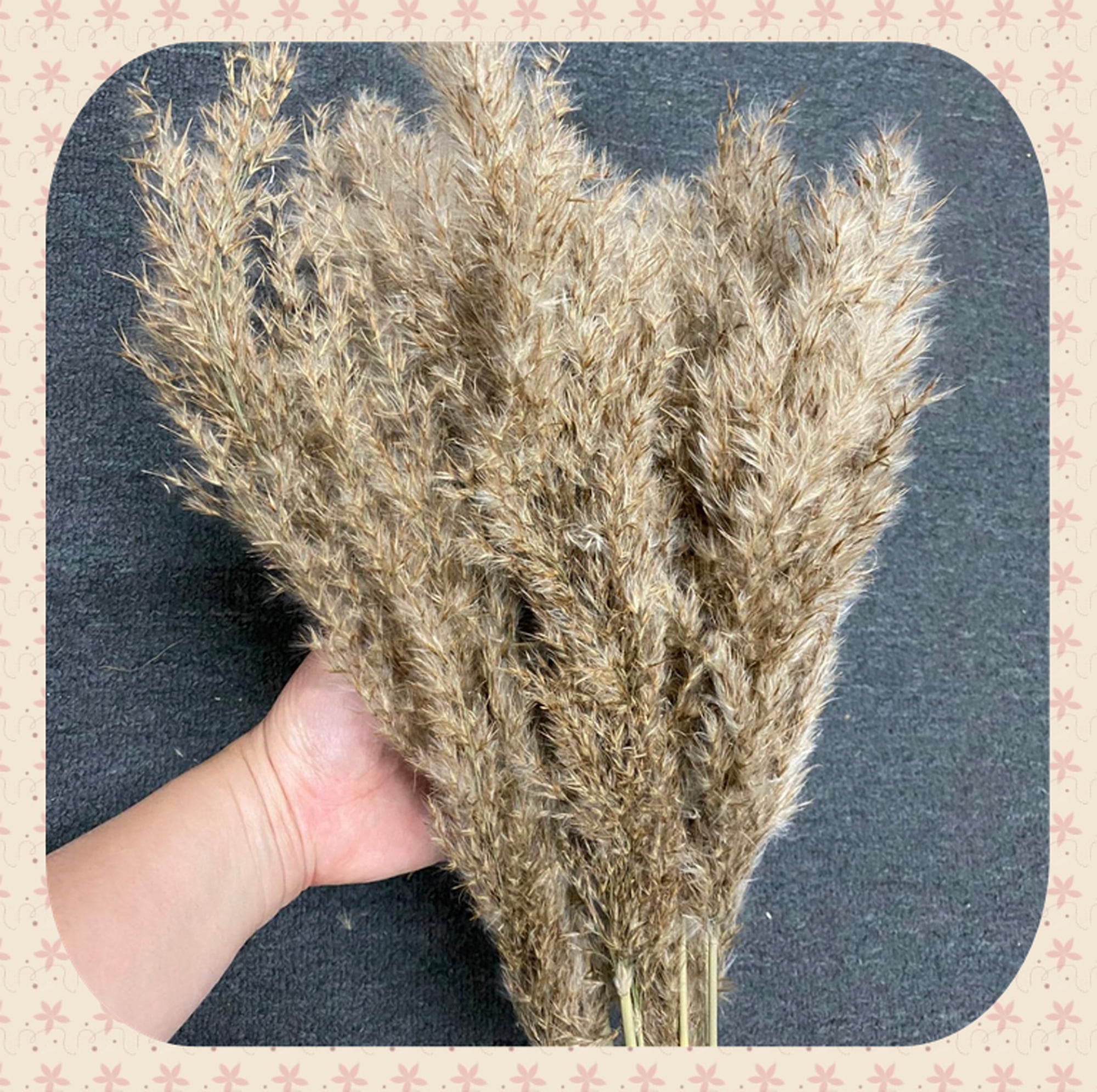 CalCastle Craft 48" Jumbo Pure-White Pampas Reeds 3 Pieces Fluffy Natural Dry Preserved Pampas Reed Stems
