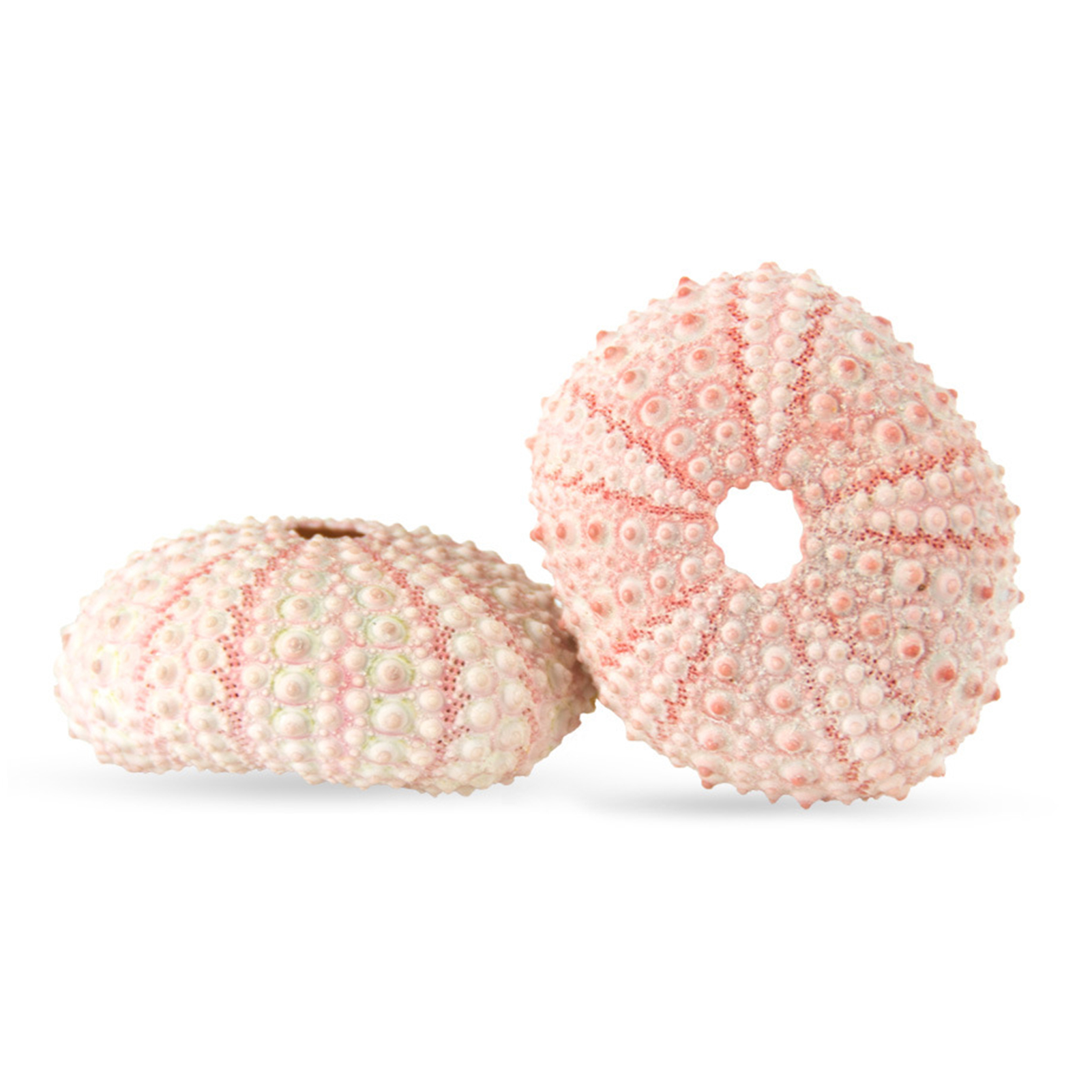 Yoone Sea Urchin Shell High Durability Exquisite Shape Eye-catching ...