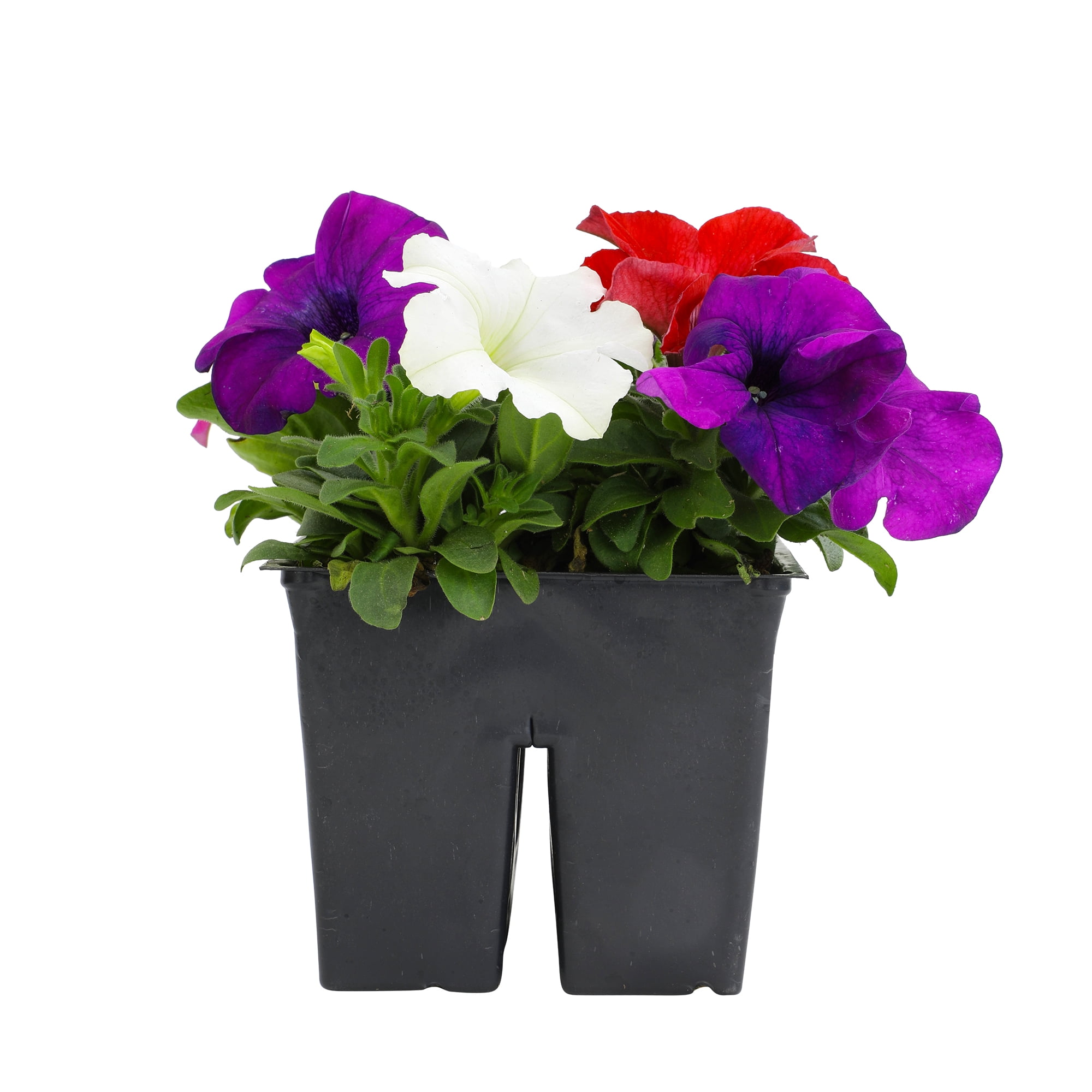 Expert Gardener 4PK Pink Blue White Red Petunia Live Plant