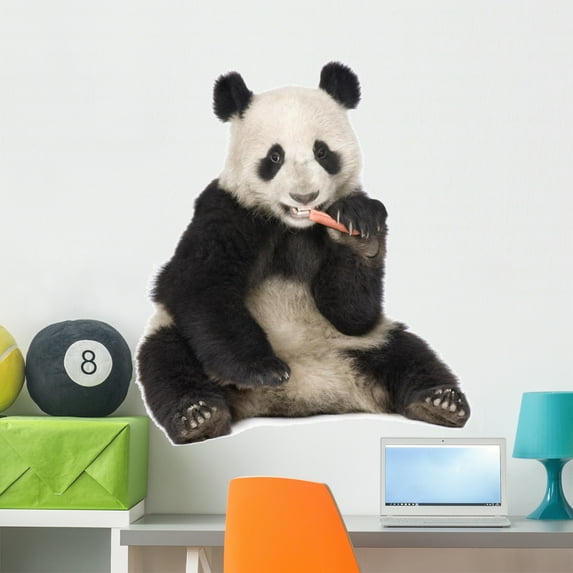 Giant Panda 18 Months Wall Decal by Wallmonkeys Peel and Stick Graphic (36 in H x 31 in W) WM87620