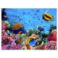 thumbnail image 2 of Coral Colony on Reef Egypt - Oversized Animal Wall Art, 2 of 3