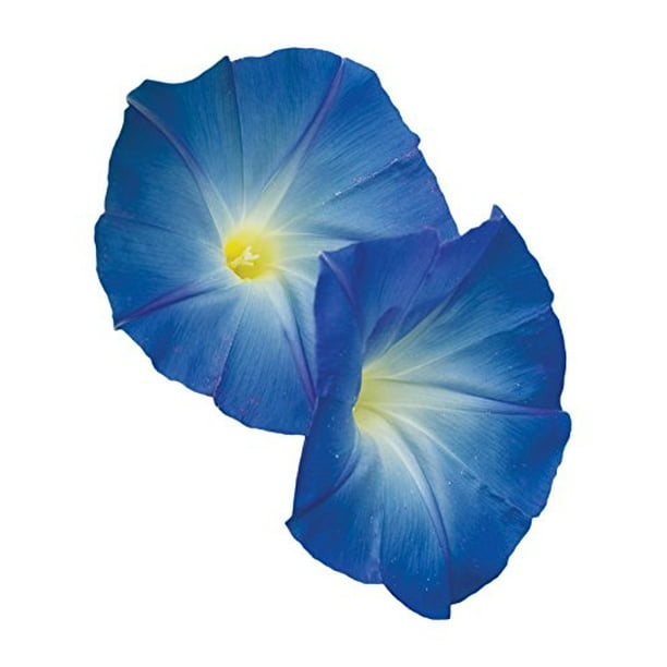 Burpee Heavenly Blue Morning Glory Seeds 150 Seeds Walmart Com Walmart Com