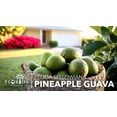 thumbnail image 4 of Pineapple Guava - 10 Live Plants - Feijoa Sellowiana - Edible Fruit and Flowering Foliage, 4 of 9