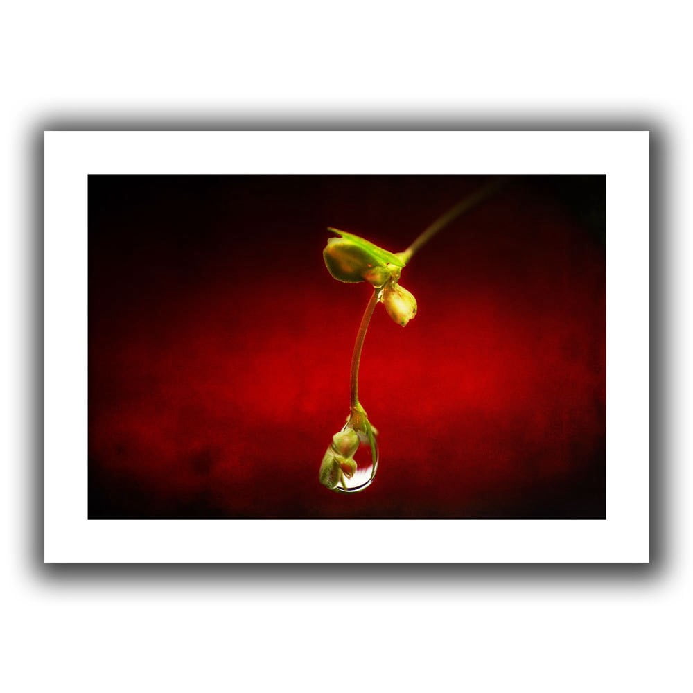 Jerry Lofaro "Wild World" Gallery-Wrapped Canvas