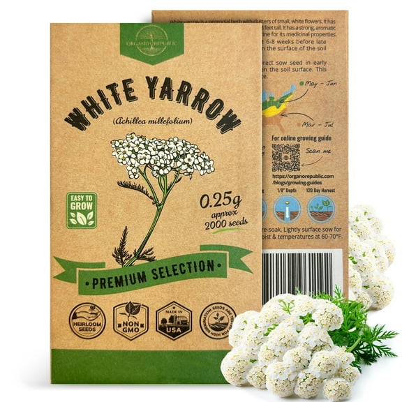 Organo Republic White Yarrow Seeds – 2,000  Non-GMO Heirloom Seeds, 0.25g Packet for Planting Herbs Indoors & Outdoors, Home Garden Medicinal Herb Variety