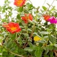 thumbnail image 2 of Expert Gardener 1.5gal Multicolor Portulaca Live Annual Plant Hanging Basket Sun, 2 of 5