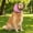 Pink, variant on Noise Cancelling Ear Wrap, Quiet Ears For Dogs, Firework Thunder Vacuum, Comfortable Quiet Dogs Calming Hoodie, Adjustable For Grooming Bathing & Swimming