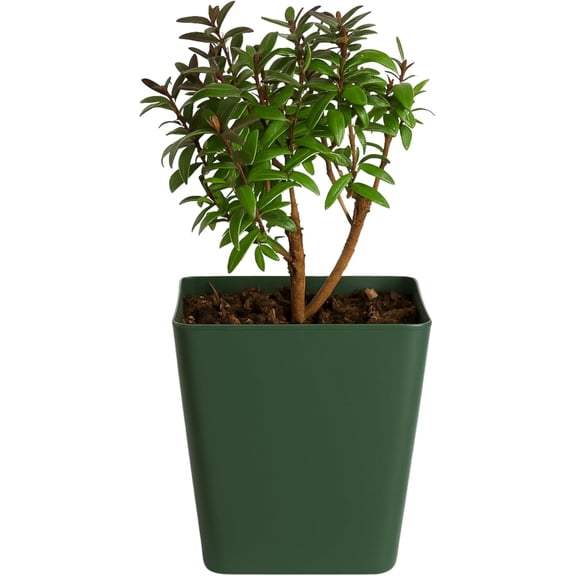 My Shelfie – Dwarf Myrtle Bonsai Starter Tree (Myrtus communis ‘Compacta’), 2-Inch Live Evergreen Plant, Mini Zen Garden Gift for Mom, Housewarming & Plant Lovers