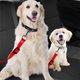 thumbnail image 1 of Juego de 2 fundas universales rojas para asientos de coche para perros, funda protectora para asiento trasero con bolsillo de almacenamiento, funda impermeable para asiento de banco para coche y SUV, 1 of 5