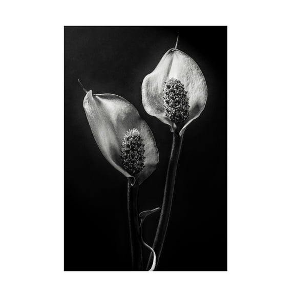 Canvas Wall Art - Stephen Clough 'Spathiphyllum' Wall Art for Living Room, Bedroom, or Office Décor by Trademark Fine Art - 12 x 19 Inches