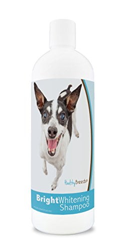 rat terrier itchy skin