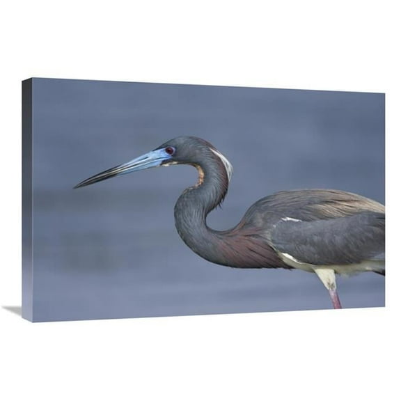 20 x 30 in. Tricolored Heron Hunting, Rio Grande Valley, Texas Art Print - Tom Vezo
