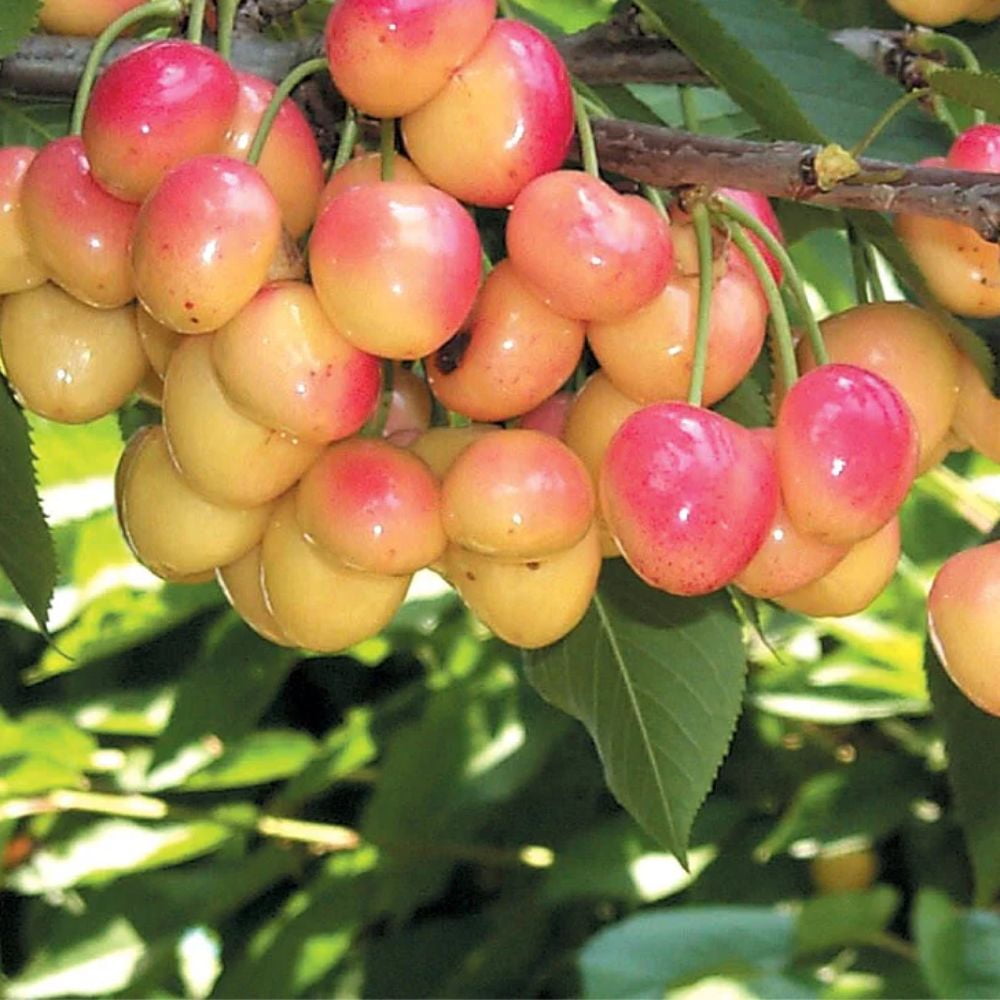 Expert Gardener 3-4 ft tall Royal Ann Fruiting Cherry Live Tree in 7-Gallon Grower Pot