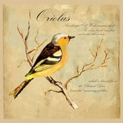 Oriolus Bird Illustration Poster Print by Kuco Kuco