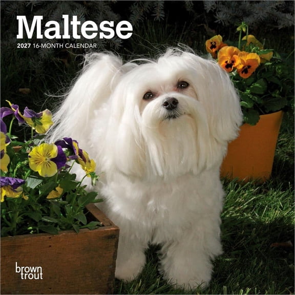 BrownTrout, Maltese 2027 Mini Wall Calendar