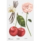 thumbnail image 4 of Perfume Zara Nude Bouquet Eau De Parfum 30 ml para mujer, 4 of 4