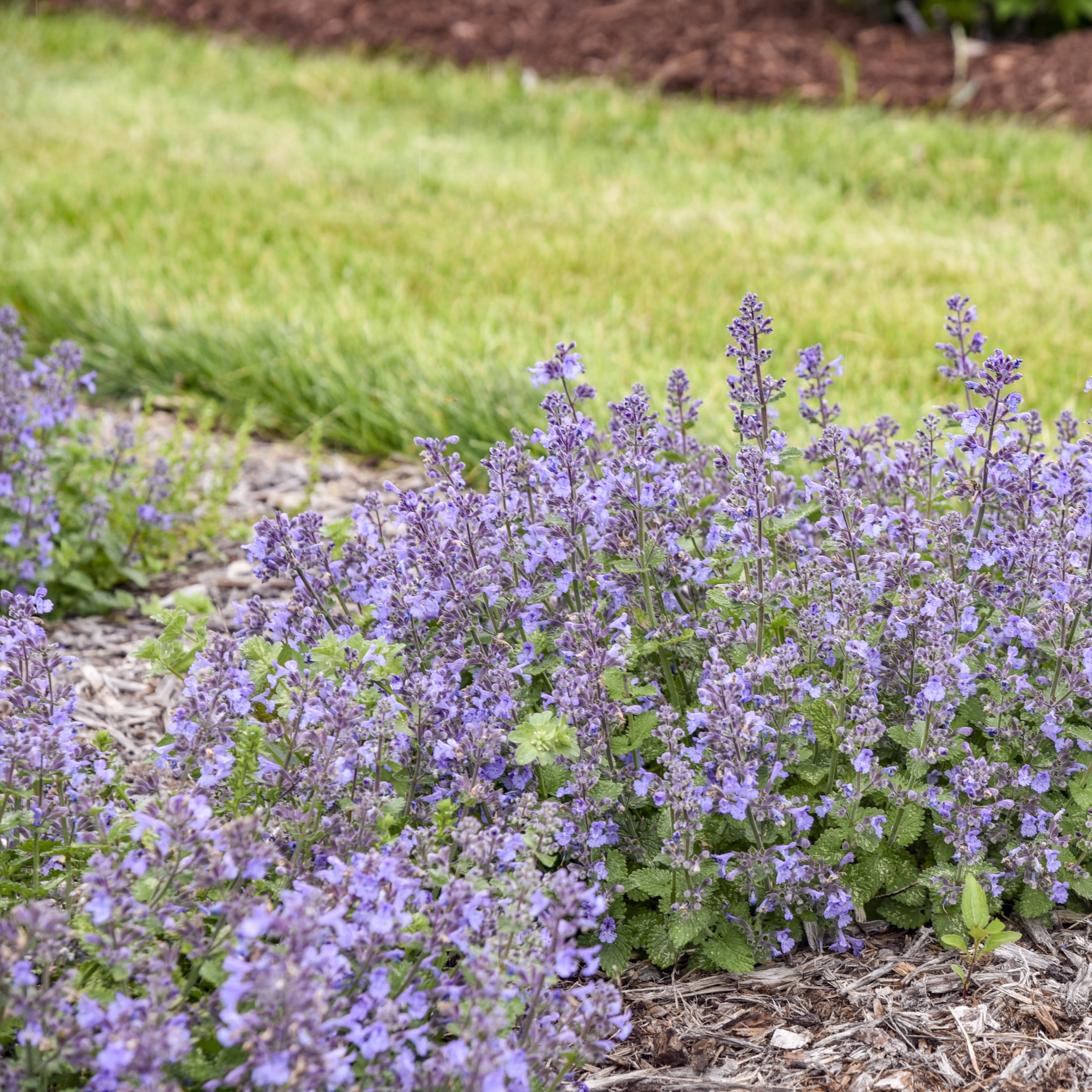 Proven Winners 6" Blue 'Catwalk Queen' Catmint Live Plant in 6.5" Pot